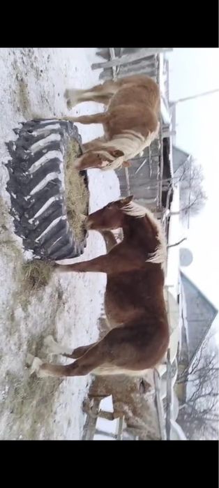 В продаже жеребцы