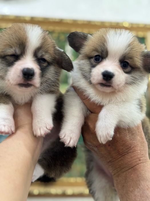 Супер щеночки вельш корги