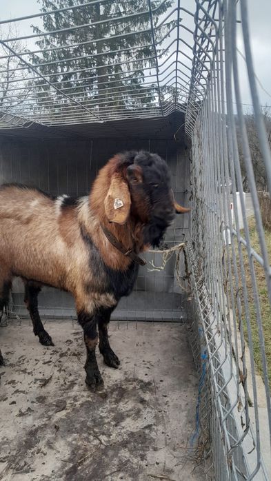 Vand Țap Anglo-Nubian