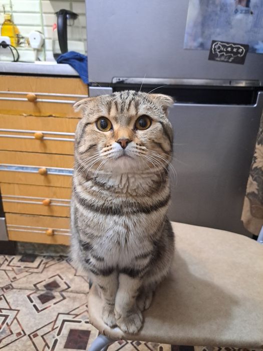 Вязка красивого котика