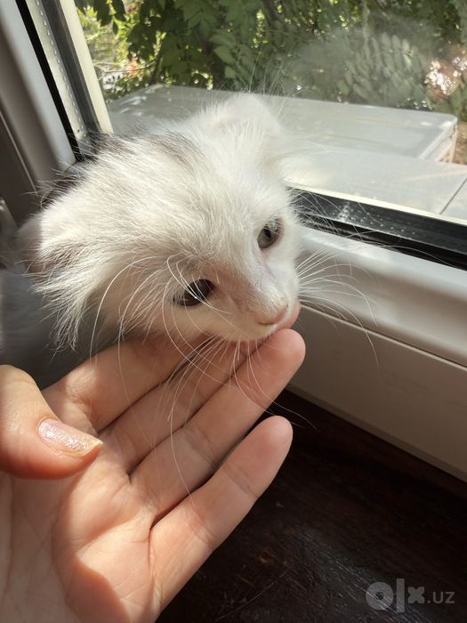 Вислоухие котята