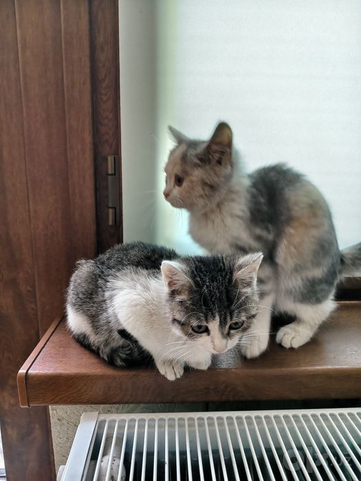 3 котёнка девочки 3мес