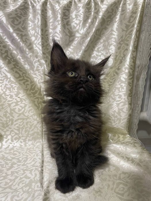 Продаются котята Мейн кун