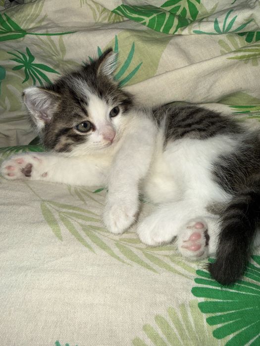 Котенок продается!!!