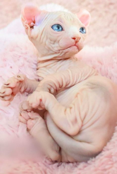 Котенца сфинкс елф