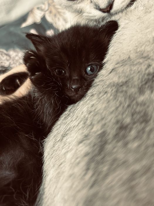 Котята  вислоухие