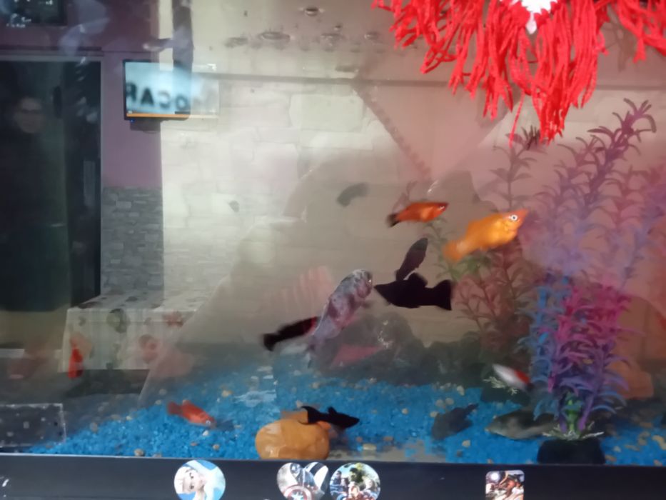 Vând acvariu cu pești