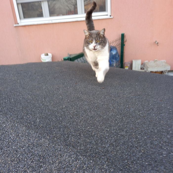 Котета на 8 месеца