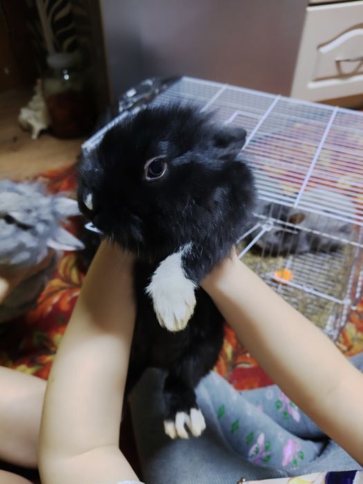 Продам декоративных кроликов им месяц и 16 дней.по 8 тысяч тенге.