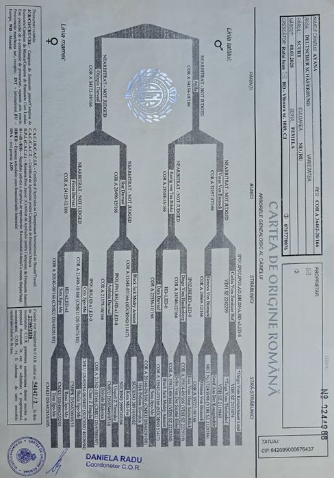 Vând pui ciobănesc german