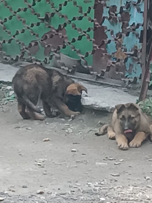 Продам щенков немецкой овчарки