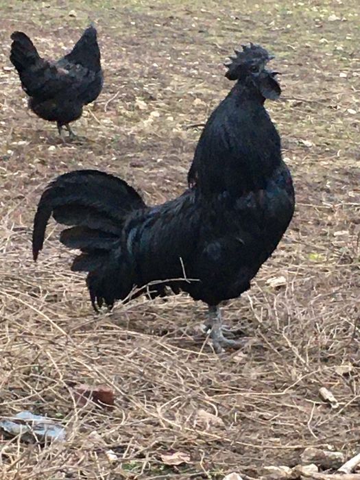 Аям Кемани (Ayam Cemani) петли