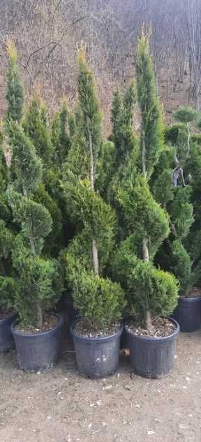 Plante Decorative Oriunde in tara!