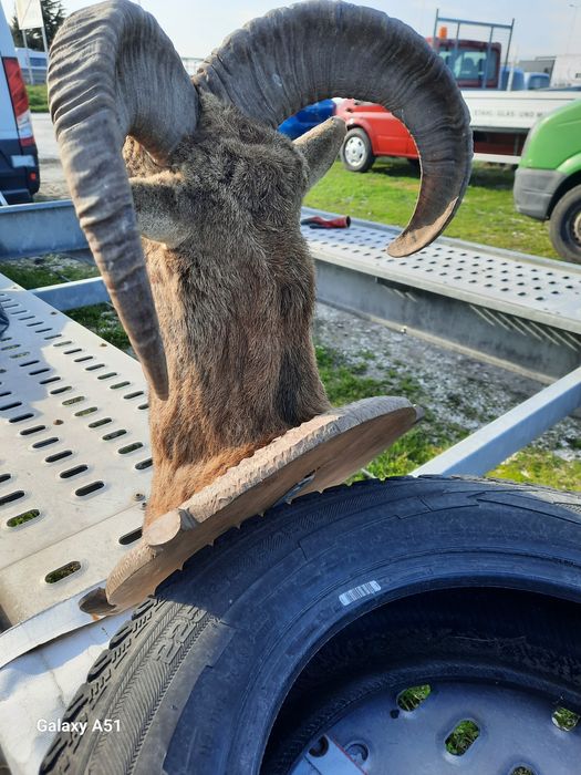 Трофей МУФЛОН...