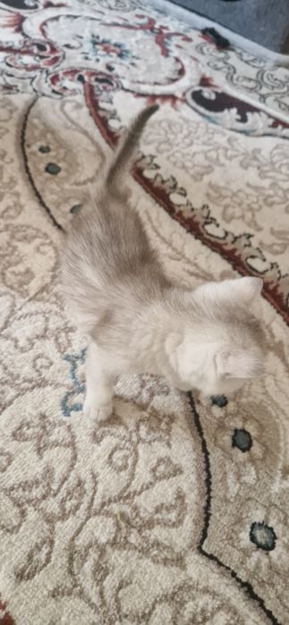 Mushuk scottish fold serebristaya shinshilla. Серебристая шиншилла кот