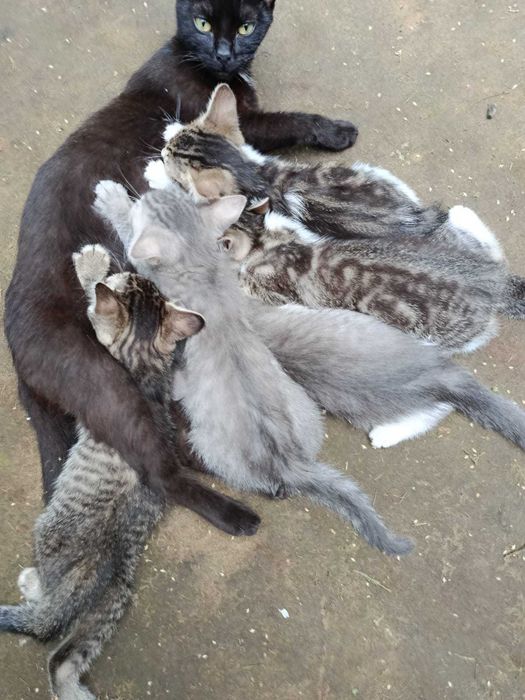 Отдам котят в добрые руки