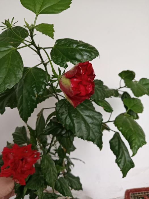 Продам цветы. Гибискус