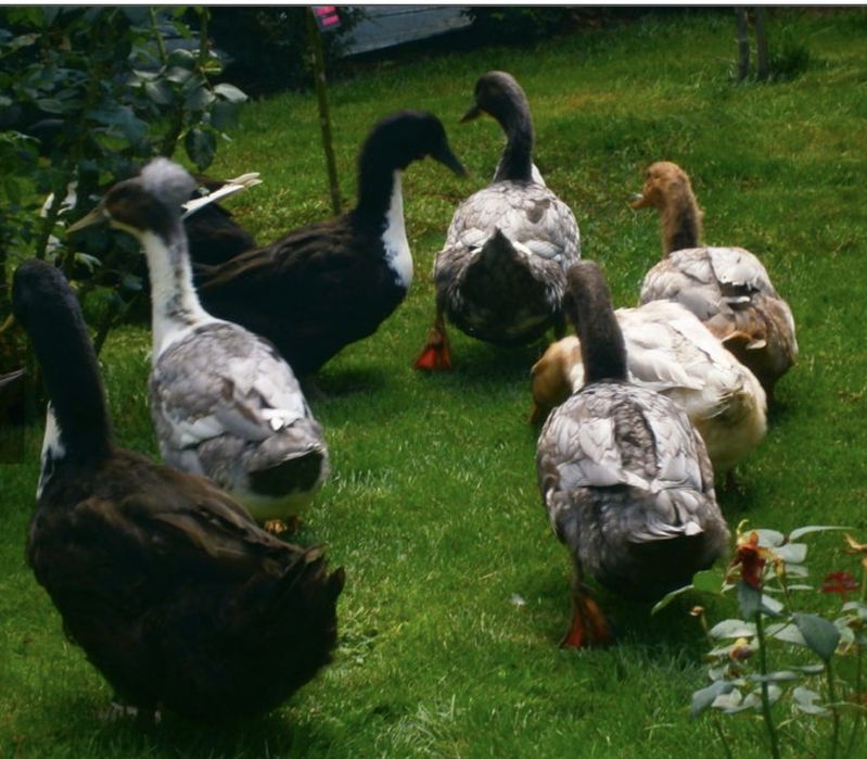 Ouă de rațe albastră suedeză(Pomeranian) pentru incubat