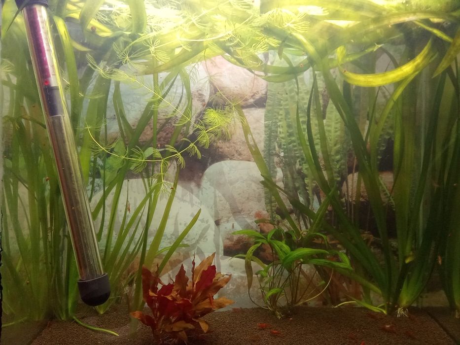 Аквариум аквариум