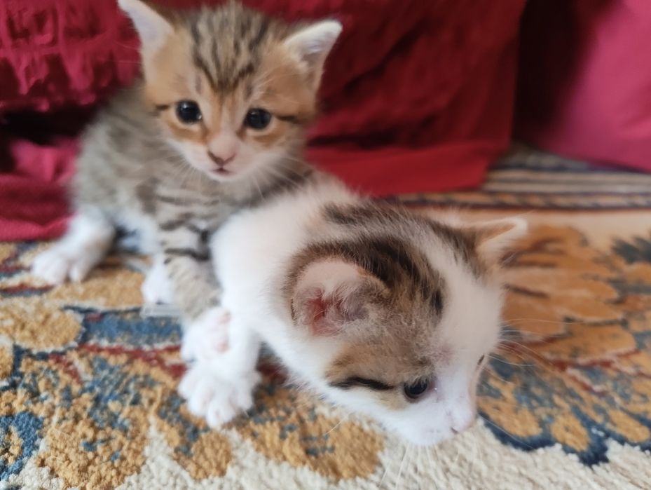 Отдам котят бесплатно