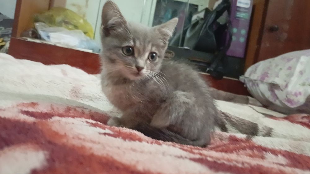 Отдам котят в добрые руки