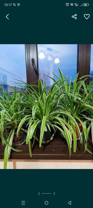 Цветы Подарок на 8 марта