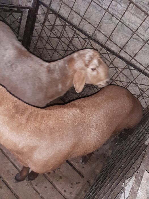 Эдилбай, арашан кучкорлар