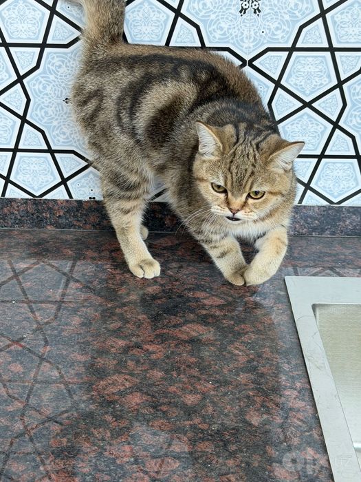 Отдаю кошку даром