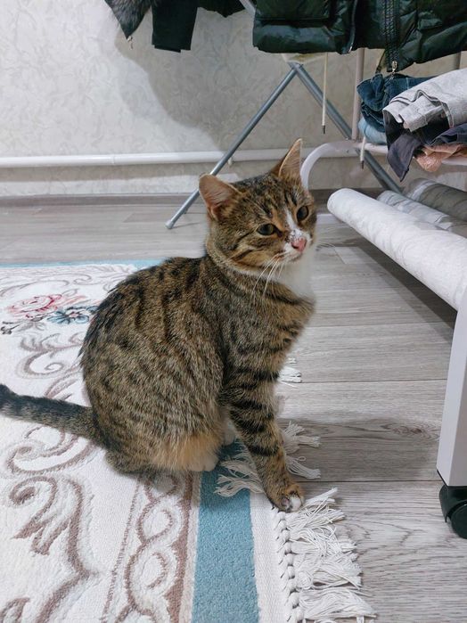 Кошечка девочка.