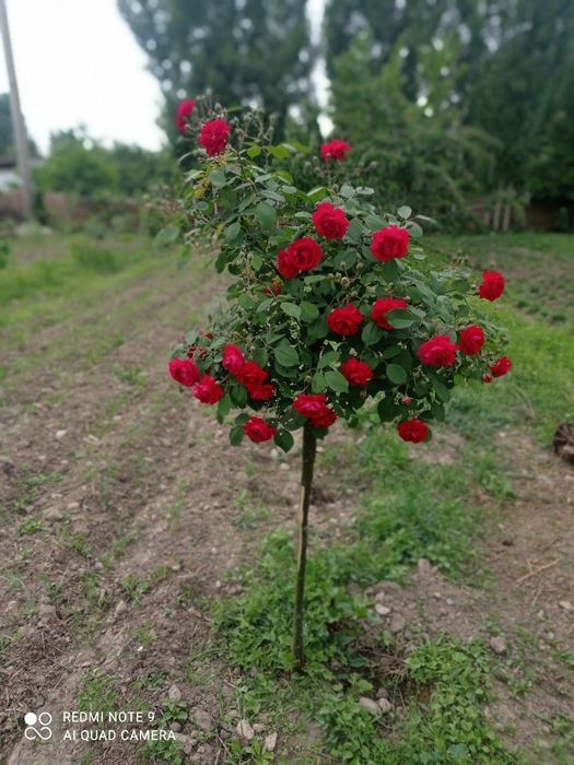 Shtamp atirguli shoxona atirgul