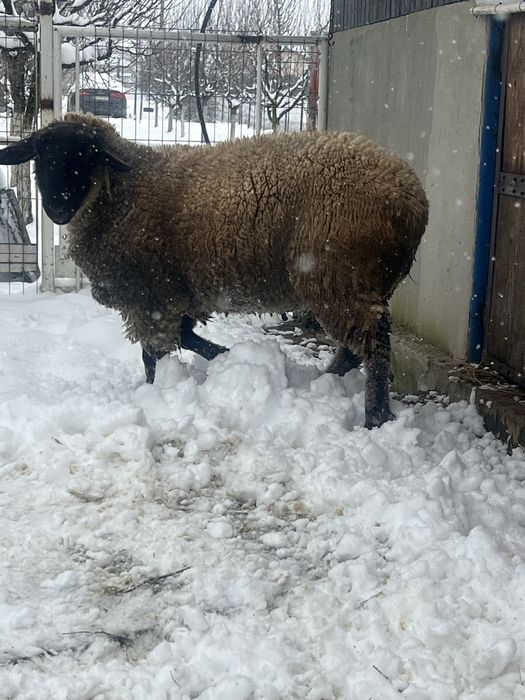 Disponibil berbecuț Suffolk