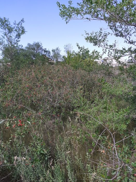 Дача, плодовоягодные насаждения