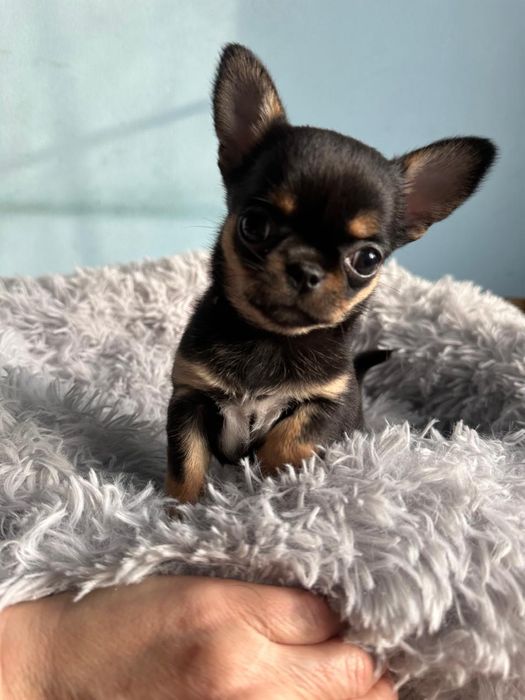 Продам щенков чихуахуа