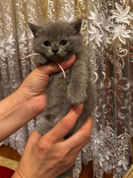 Продам семерых котят