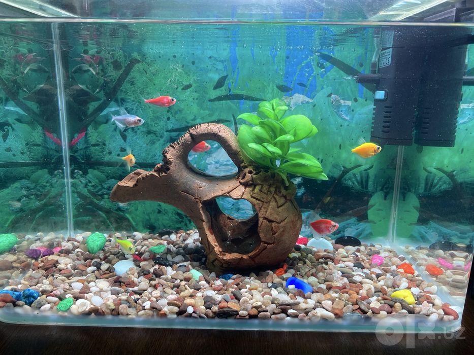 Akvarium baliqlari va jihozlari bilan