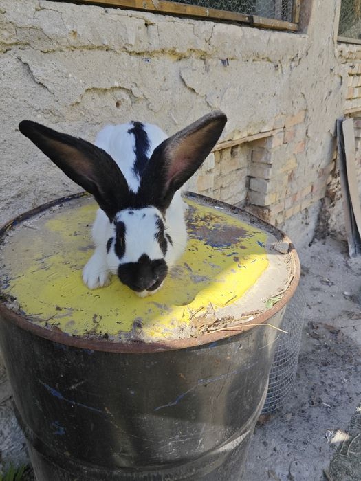 Калифорнийски зайци и други