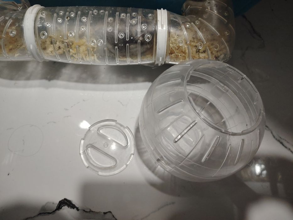 Продам хомяка, девочка