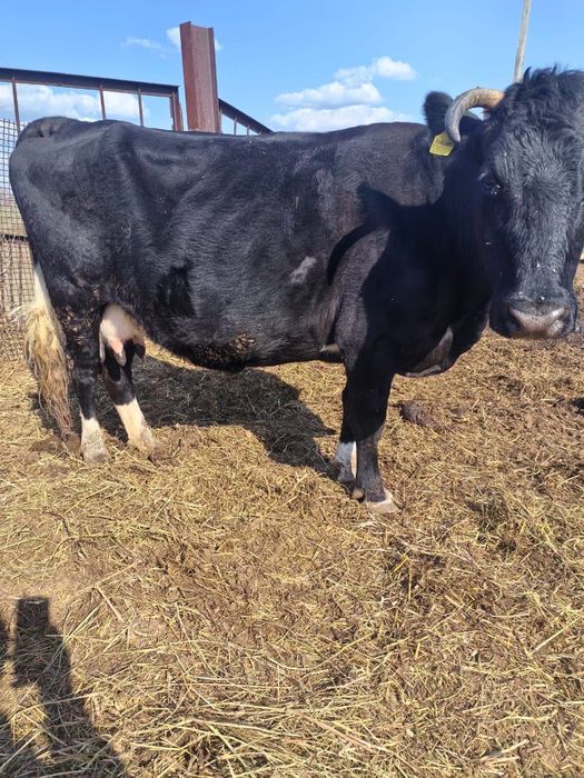 Продам 2ве дойные коровы