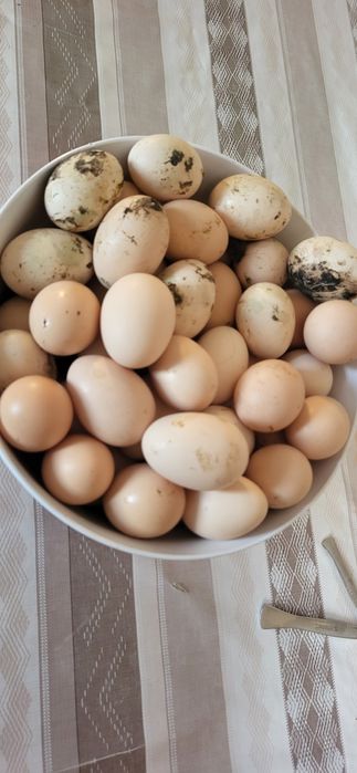 Домашние куриные яйцо