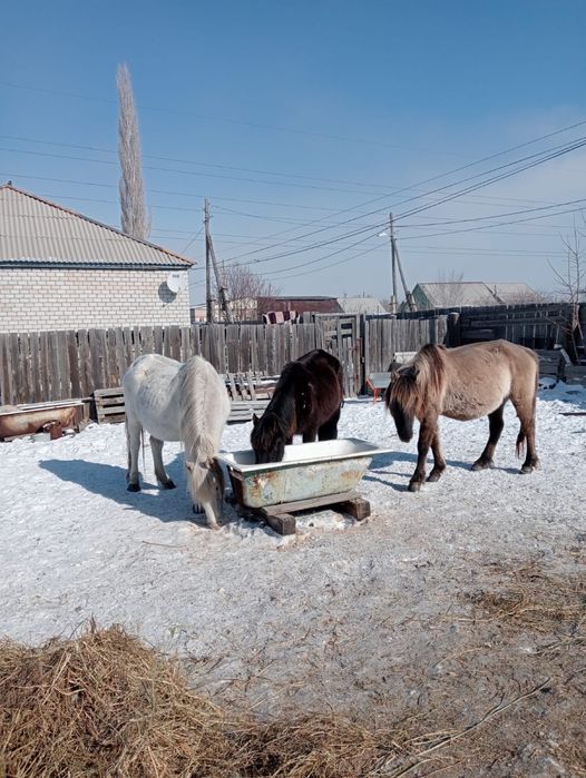 Срочно продам 3лошади