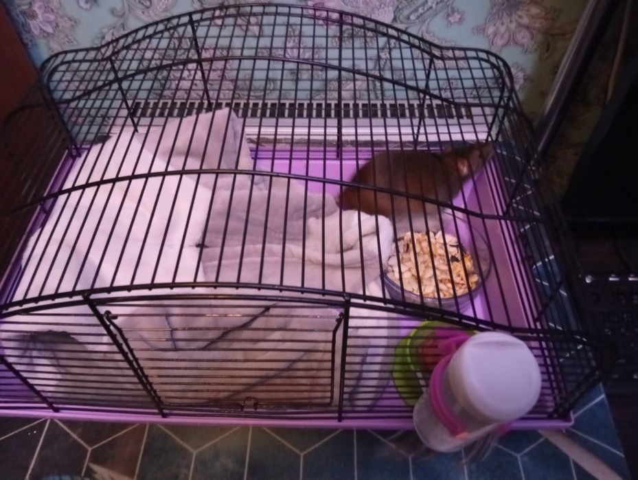 Отдам крысу бесплатно