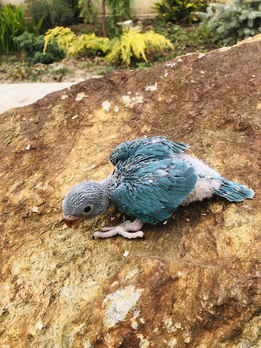 Papagali blanzi de la crescatorie pui Micul Alexandru Alexander