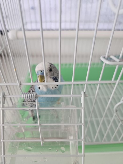 Продам волнистого попугая.