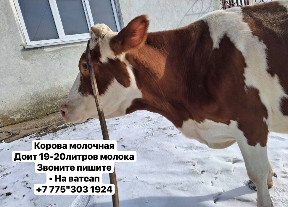 Продам корову стельная;;