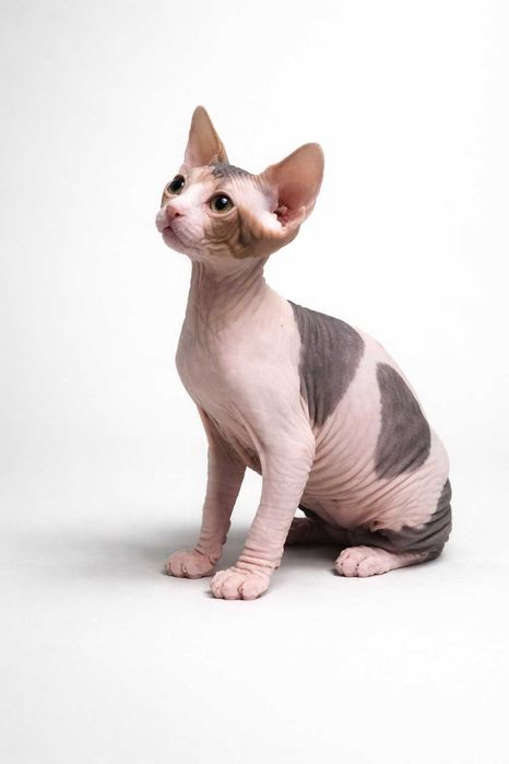 Продается котенок Канадского Сфинкса