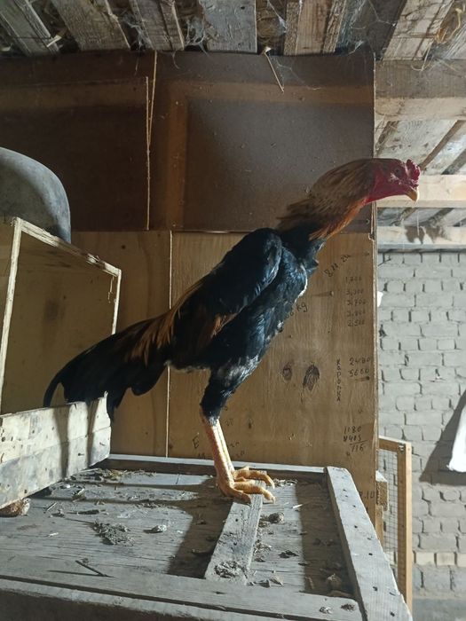 Dakan xoroz sotiladi