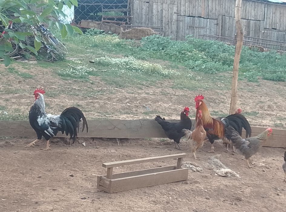 Vînd  găini și cocoș italiene