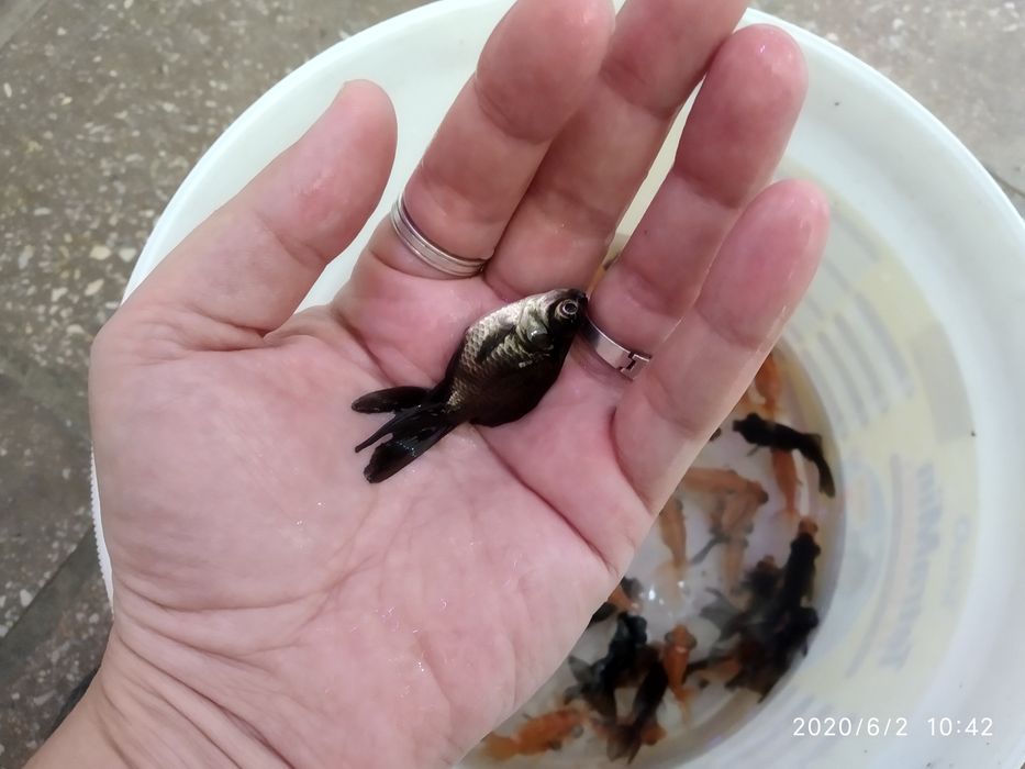 Продам аранды телескоп тернецыя