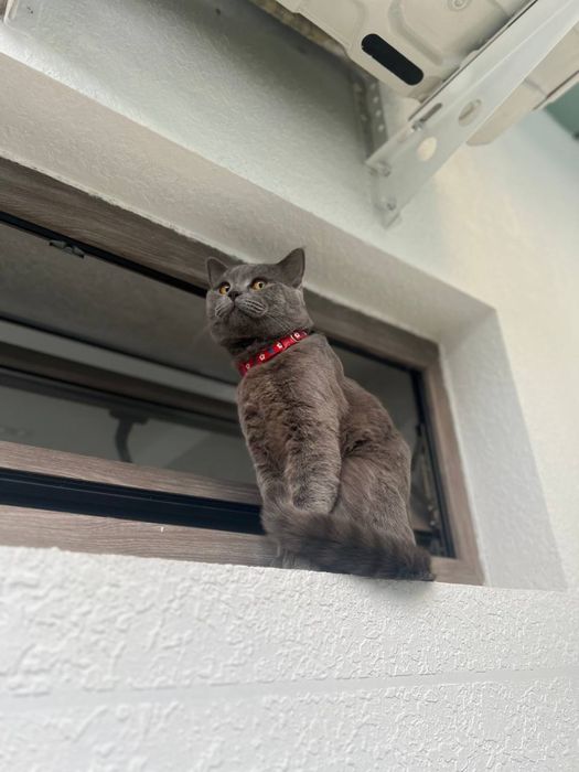 Britanskiy mushula tozza zotli kelishiladi