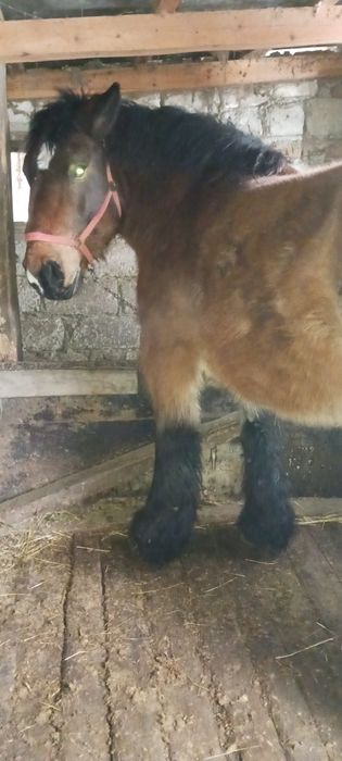 Vând iapa  murga  ardeneza